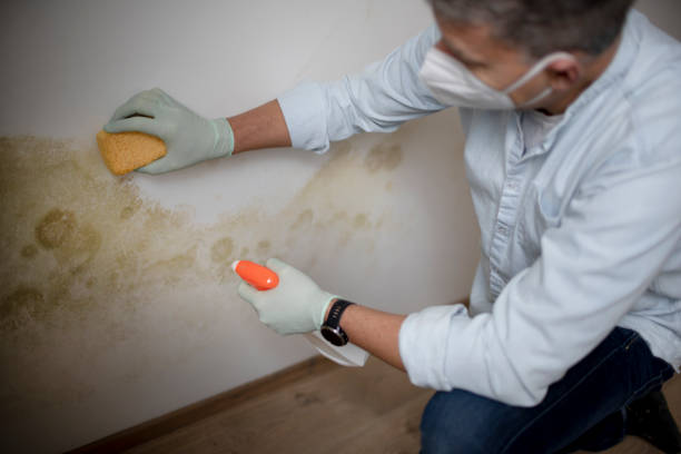 Best Residential Mold Remediation in Lindale, TX