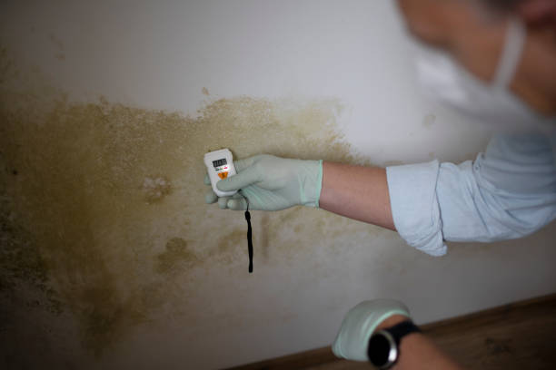 Best Attic Mold Remediation in Lindale, TX
