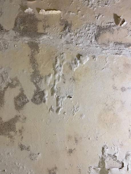 Best Health and Safety Mold Remediation in Lindale, TX