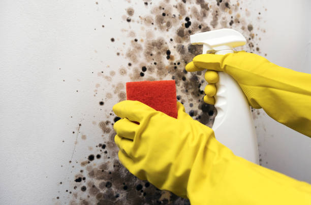 Professional Mold Remediation in Lindale, TX