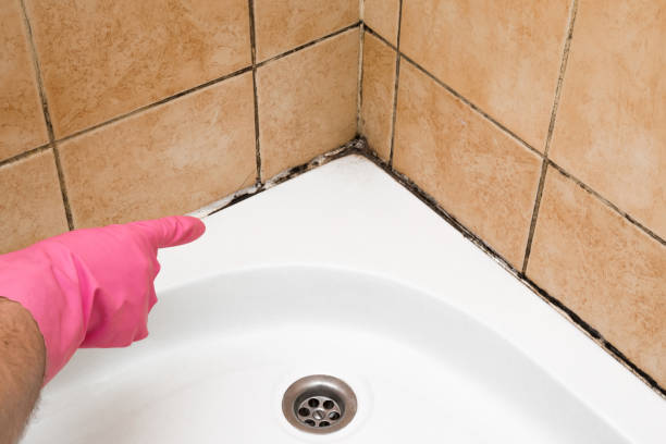 Best Industrial Mold Remediation in Lindale, TX